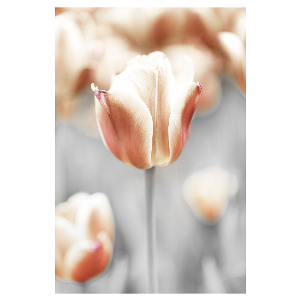 Soft Grey and Coral Tulip